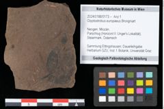 Foto (Objekt + Etikett) von Glyptostrobus europaeus Brongniart (NHMW-GEO-2024-0188-0173)